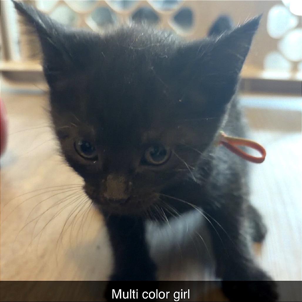 Persephone, Adoptable, Kitten Female Domestic Short Hair.