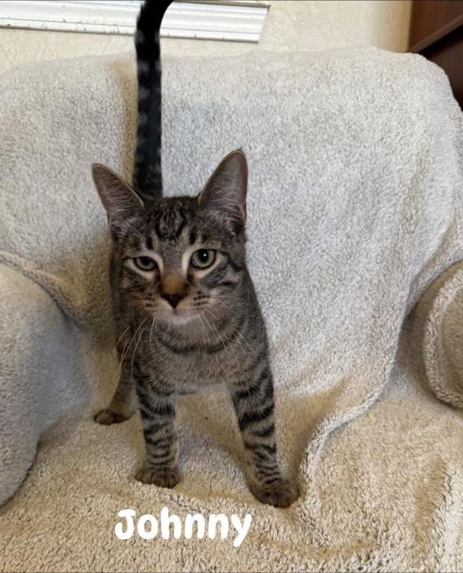 Enlarge Johnny, a Adoptable Domestic Short Hair in Blanchard, OK image 1/1