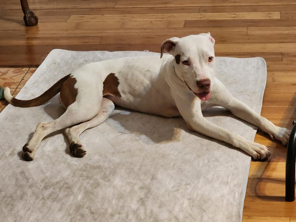 Maya, Adoptable, Young Female Mixed Breed.