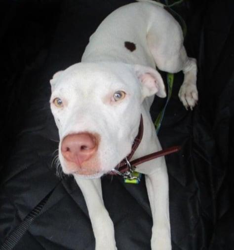 Maya, Adoptable, Young Female Mixed Breed.