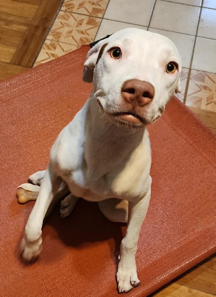 Enlarge Maya, a Adoptable mixed breed in Ocala, FL image 3/4