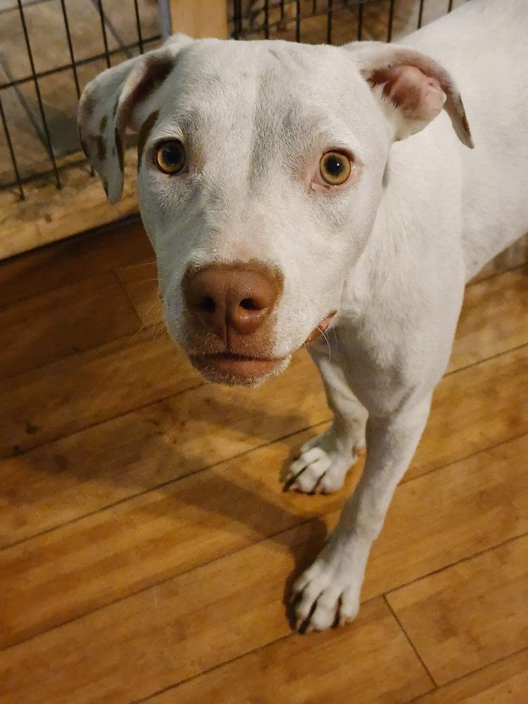 Enlarge Maya, a Adoptable mixed breed in Ocala, FL image 4/4