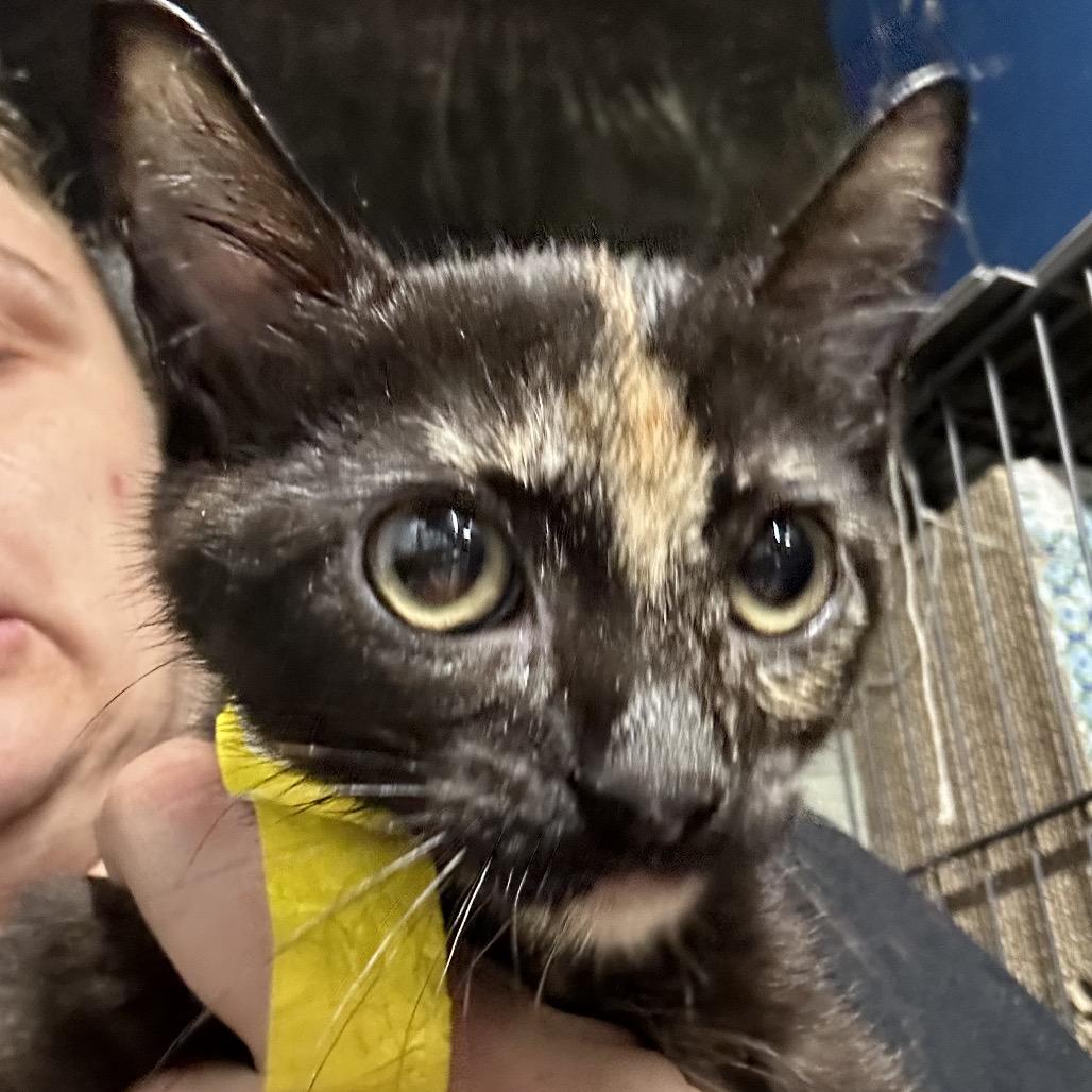 Enlarge Banana, a Adoptable American Shorthair in mount vernon, AR image 1/1