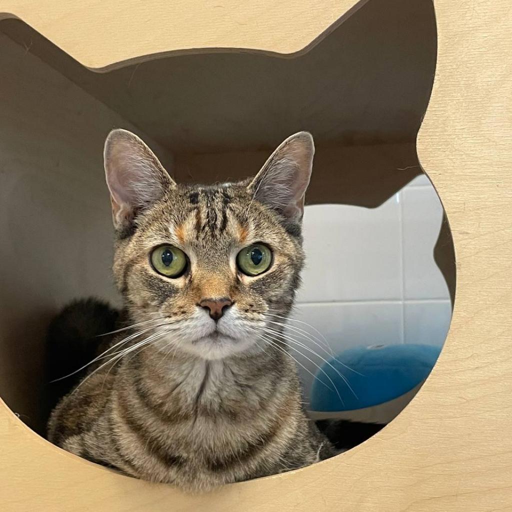 Spotty, Adoptable, Senior Female Domestic Short Hair.