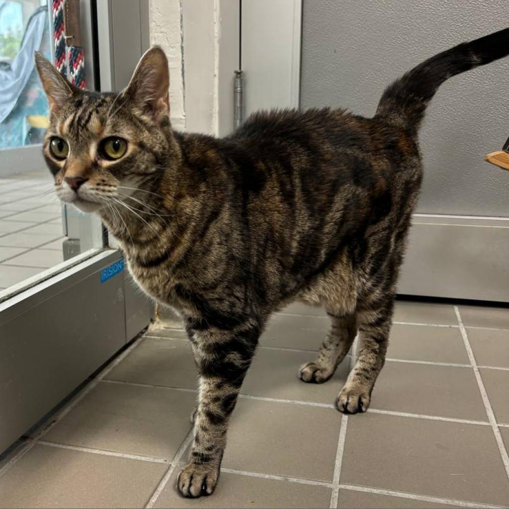 Enlarge Spotty, a Adoptable Domestic Short Hair in Westhampton, NY image 3/6