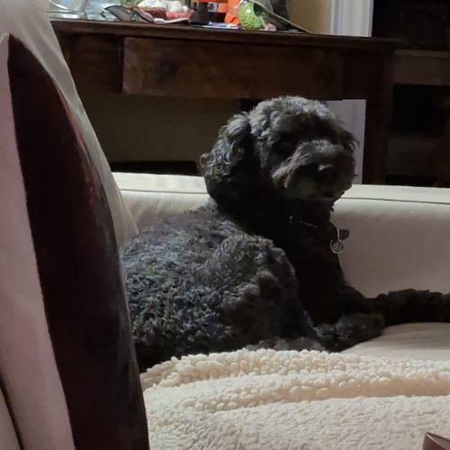 Enlarge Pierre, a Adoptable Miniature Poodle in Burlington, ON image 1/6