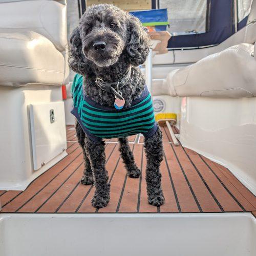 Enlarge Pierre, a Adoptable Miniature Poodle in Burlington, ON image 2/6