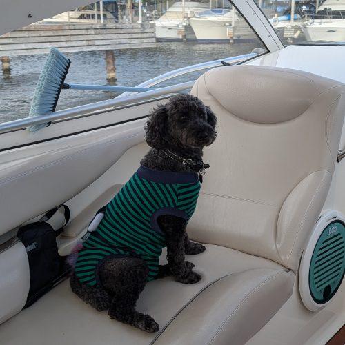 Enlarge Pierre, a Adoptable Miniature Poodle in Burlington, ON image 3/6