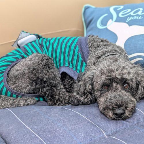 Enlarge Pierre, a Adoptable Miniature Poodle in Burlington, ON image 4/6