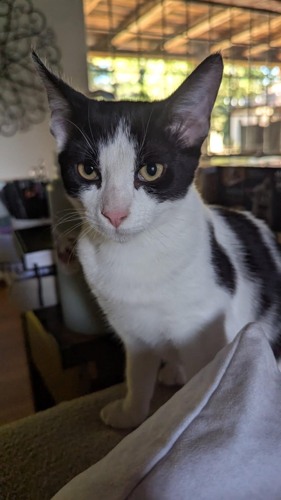 Enlarge Titan, a Adoptable Domestic Short Hair in San Jose, CA image 1/3