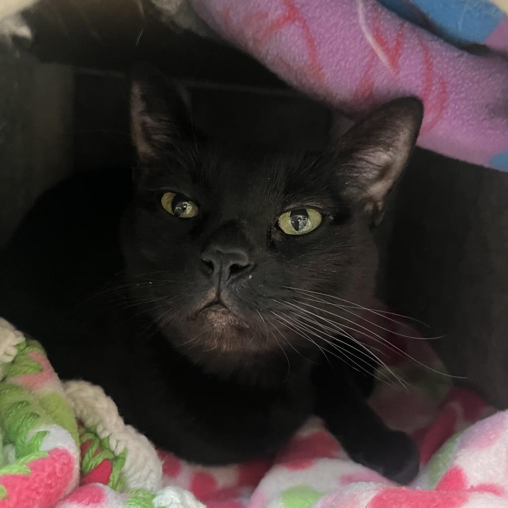 Violet, Adoptable, Senior Female Domestic Short Hair.