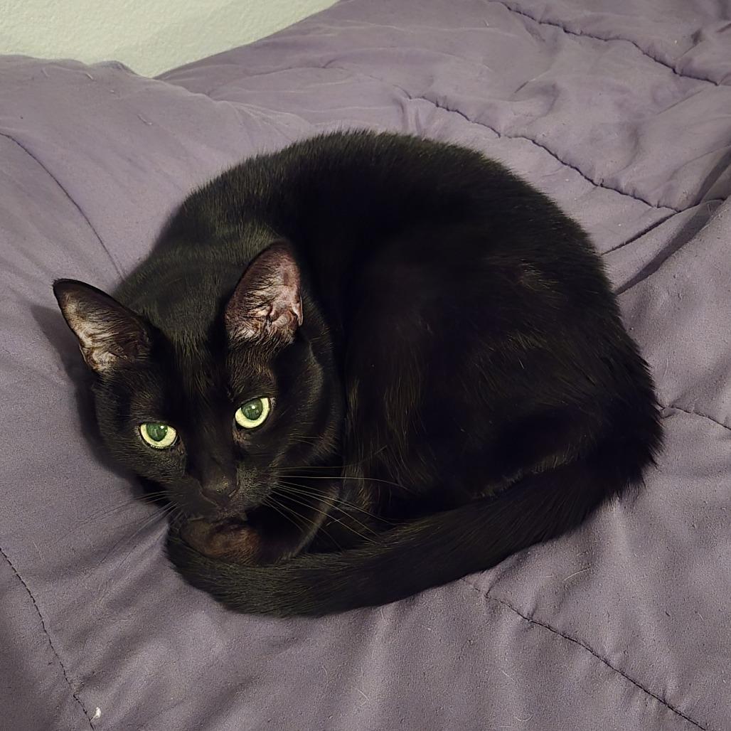 Violet, Adoptable, Senior Female Domestic Short Hair.