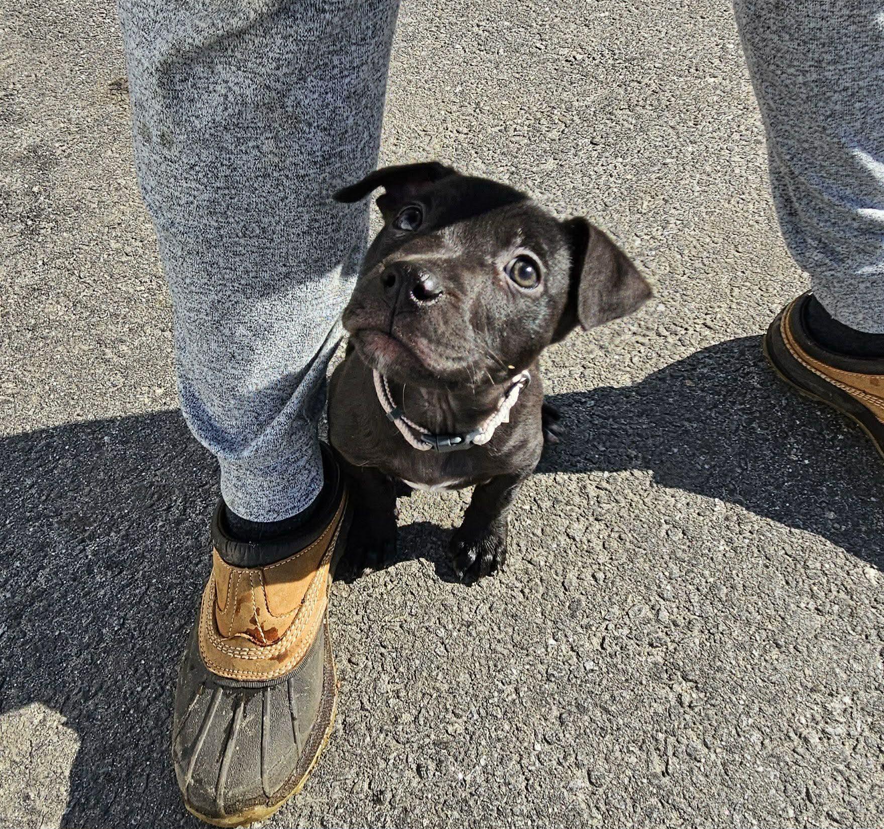 Enlarge Dopey, a ADOPTABLE mixed breed in Brunswick, ME image 3/4