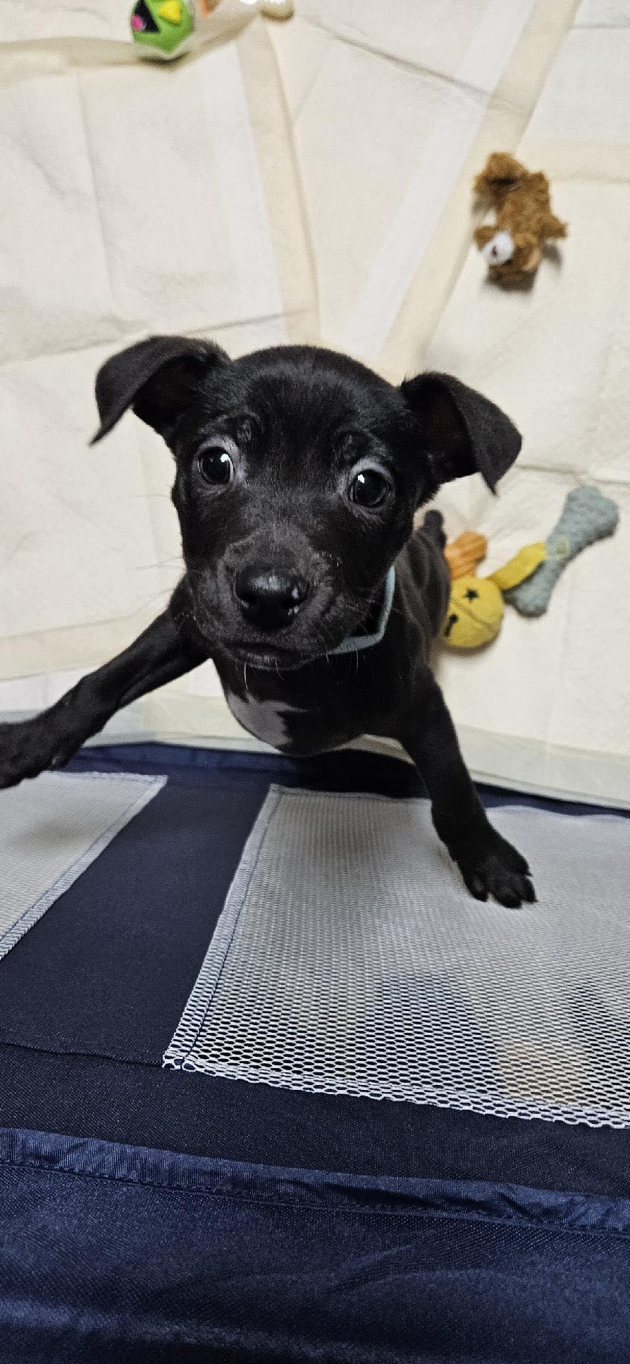 Enlarge Dopey, a ADOPTABLE mixed breed in Brunswick, ME image 1/4