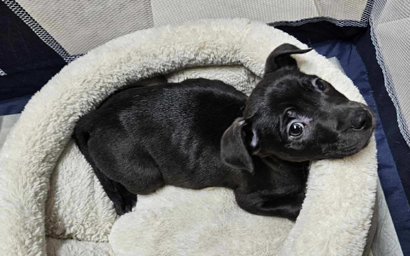 Enlarge Dopey, a ADOPTABLE mixed breed in Brunswick, ME image 2/4