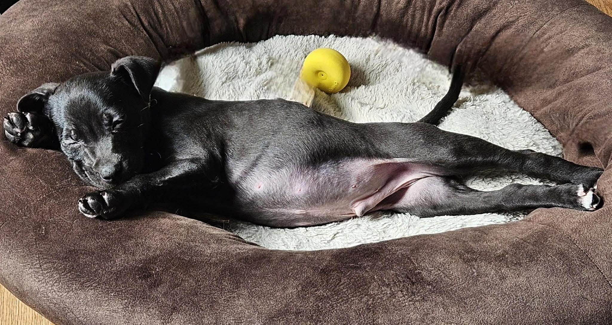 Enlarge Dopey, a ADOPTABLE mixed breed in Brunswick, ME image 4/4