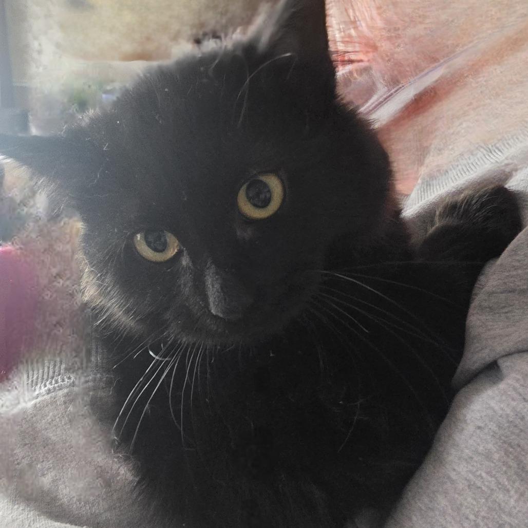 Blackie, Adoptable, Kitten Female Domestic Short Hair.