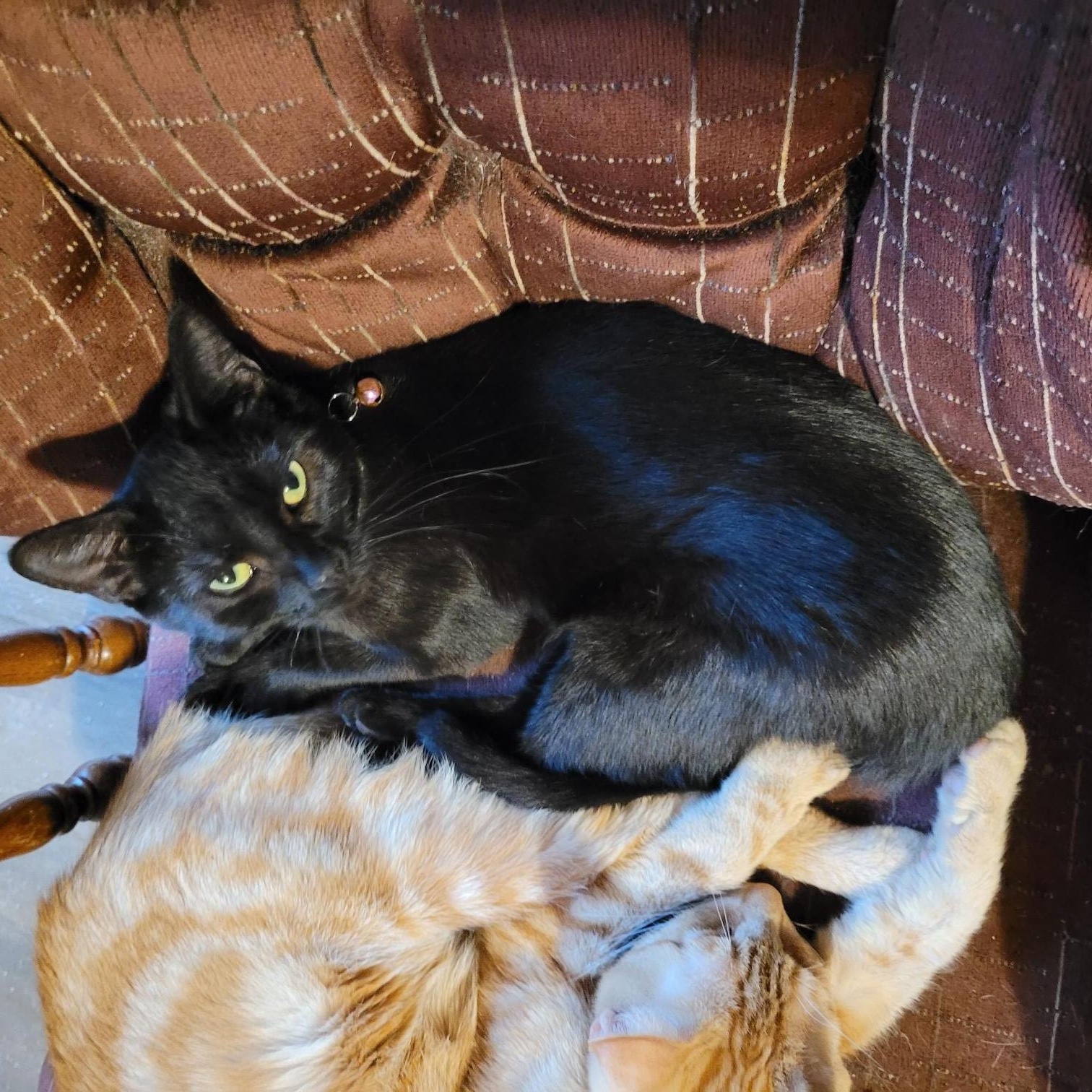 Sophie, Adoptable, Young Female Bombay.