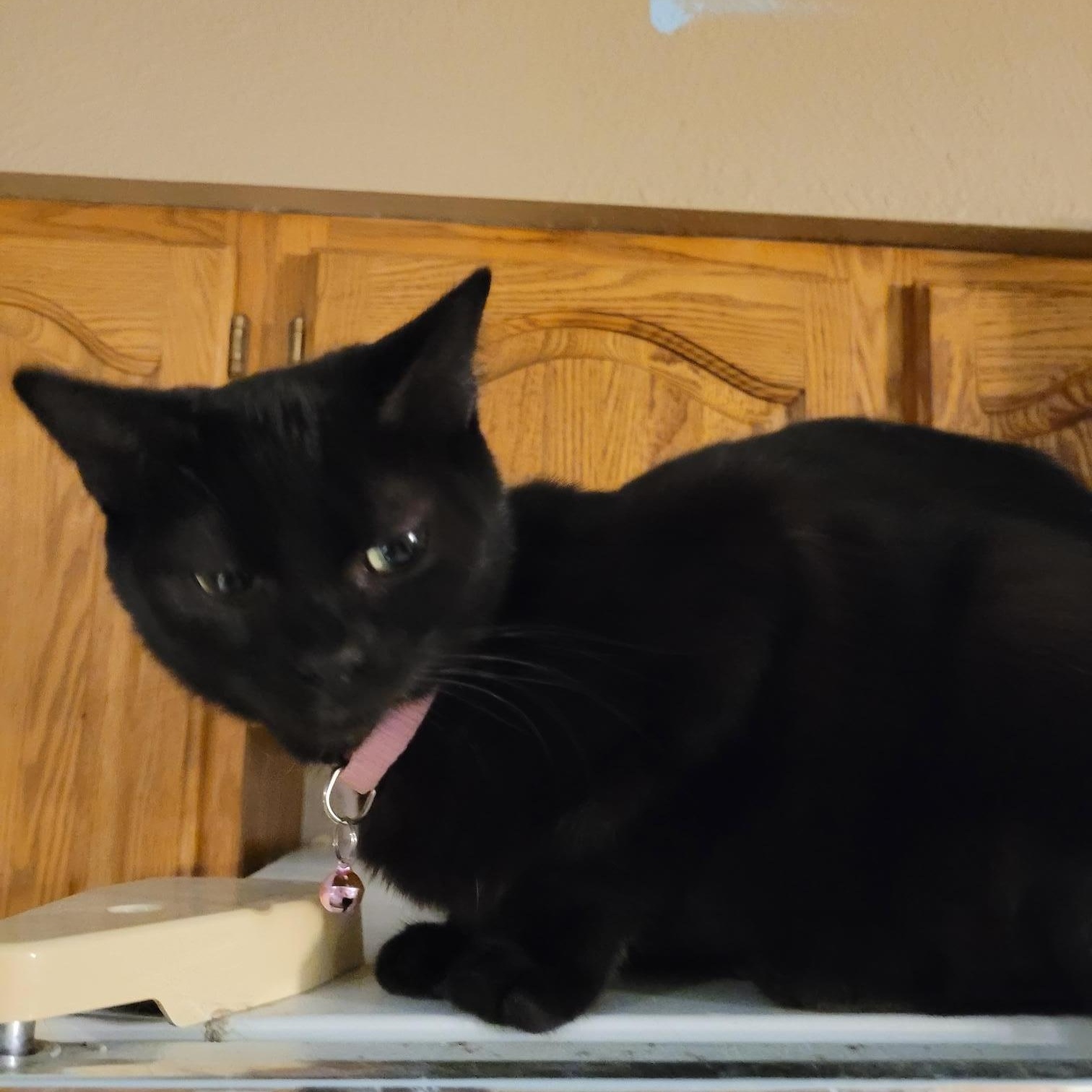 Enlarge Sophie, a Adoptable mixed breed in Toledo, OR image 2/2