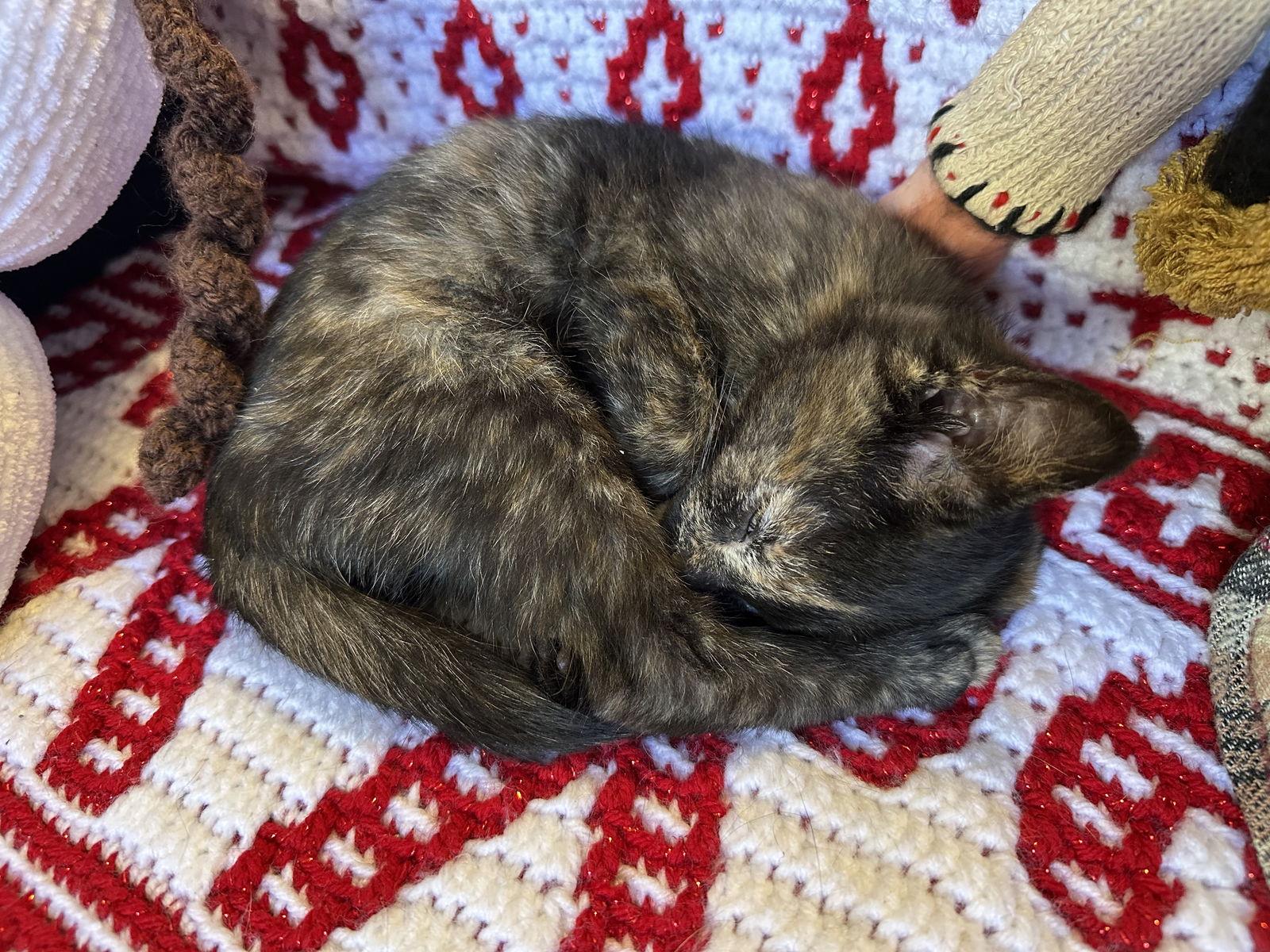 Enlarge Hazelnut, a Adoptable Domestic Short Hair in Cary, NC image 1/3