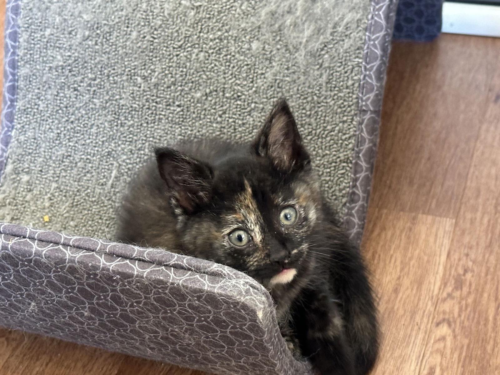 Enlarge Hazelnut, a Adoptable Domestic Short Hair in Cary, NC image 3/3