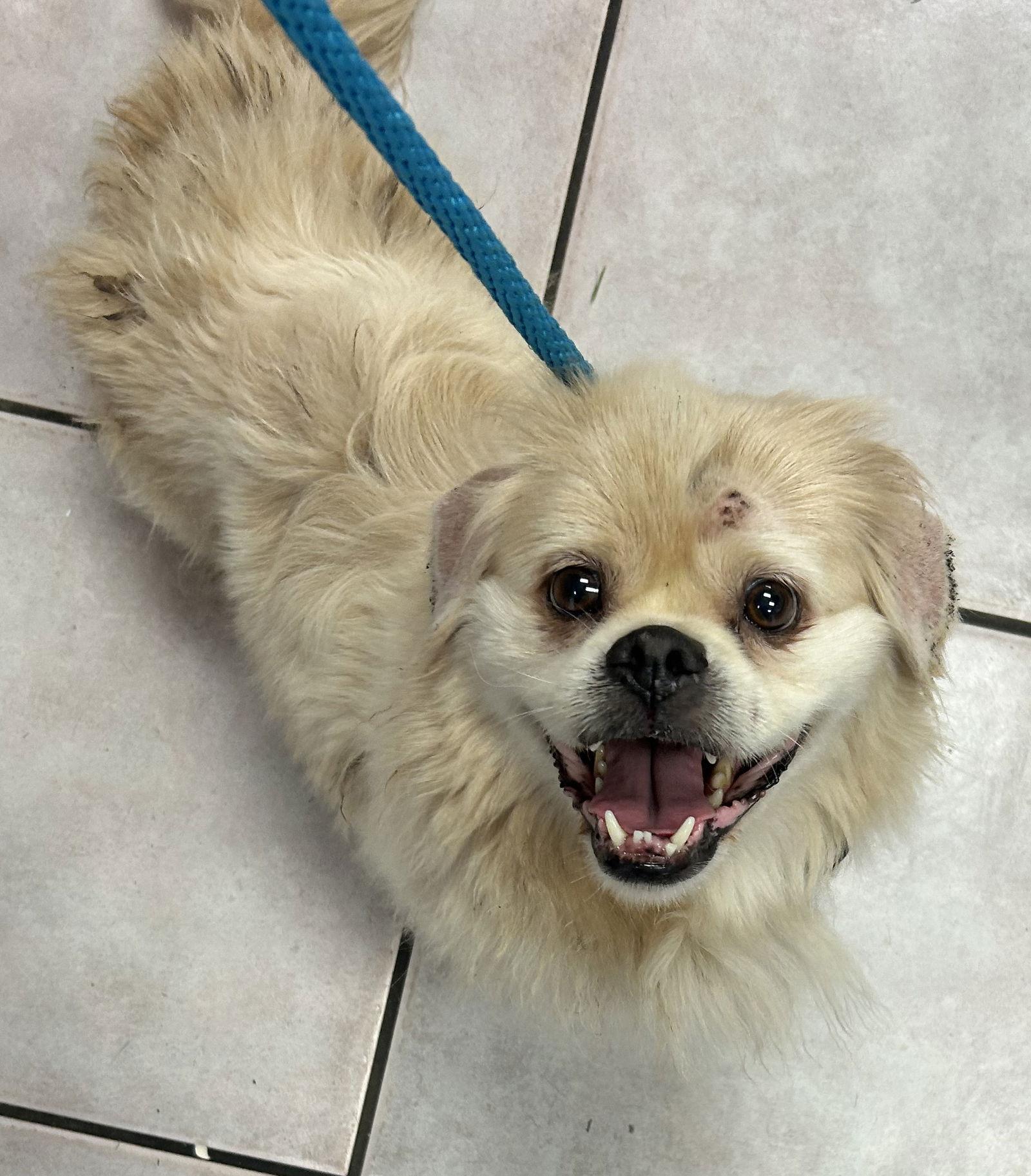 Enlarge Bear, a Adopted Pekingese in Santa Ana, CA image 1/3