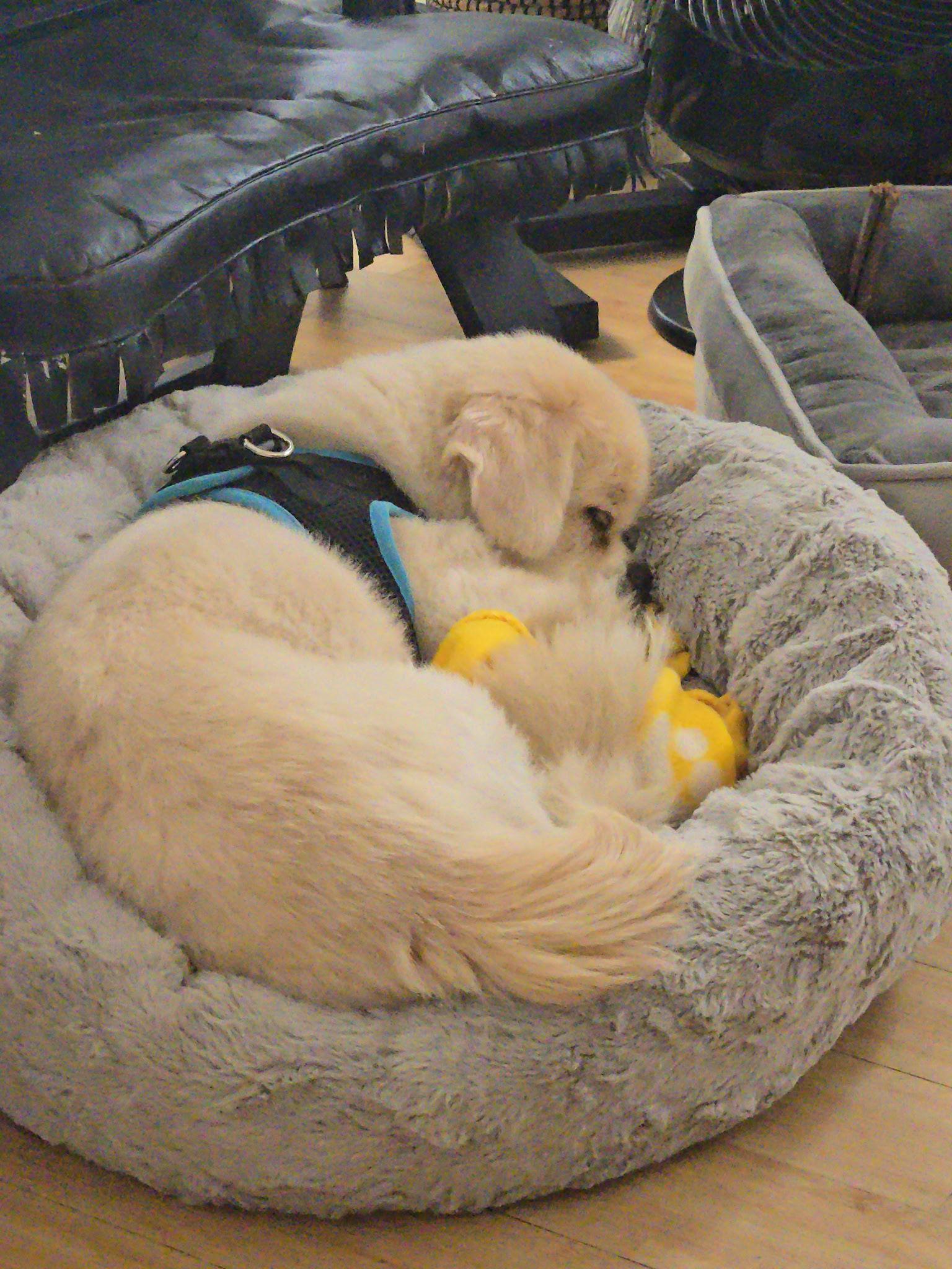 Enlarge Bear, a Adopted Pekingese in Santa Ana, CA image 2/3