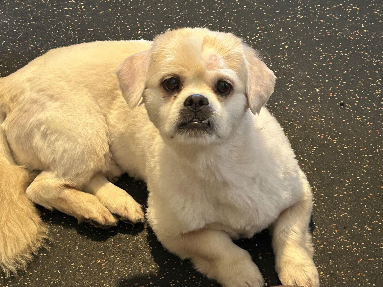Enlarge Bear, a Adopted Pekingese in Santa Ana, CA image 3/3