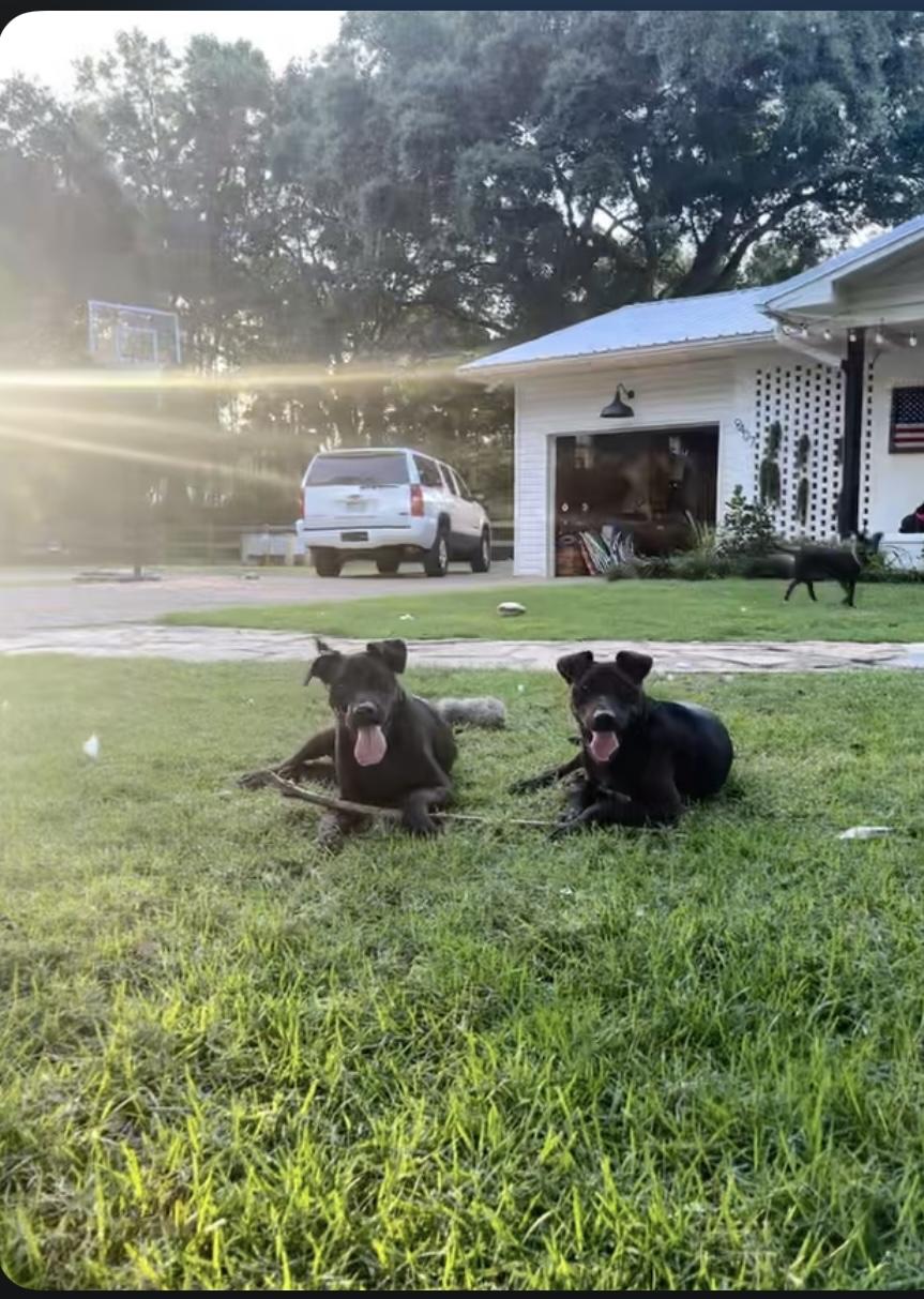 VIOLET & ROUX……PERFECT TWINS!!!, Adoptable, Young Female Labrador Retriever & Pit Bull Terrier.