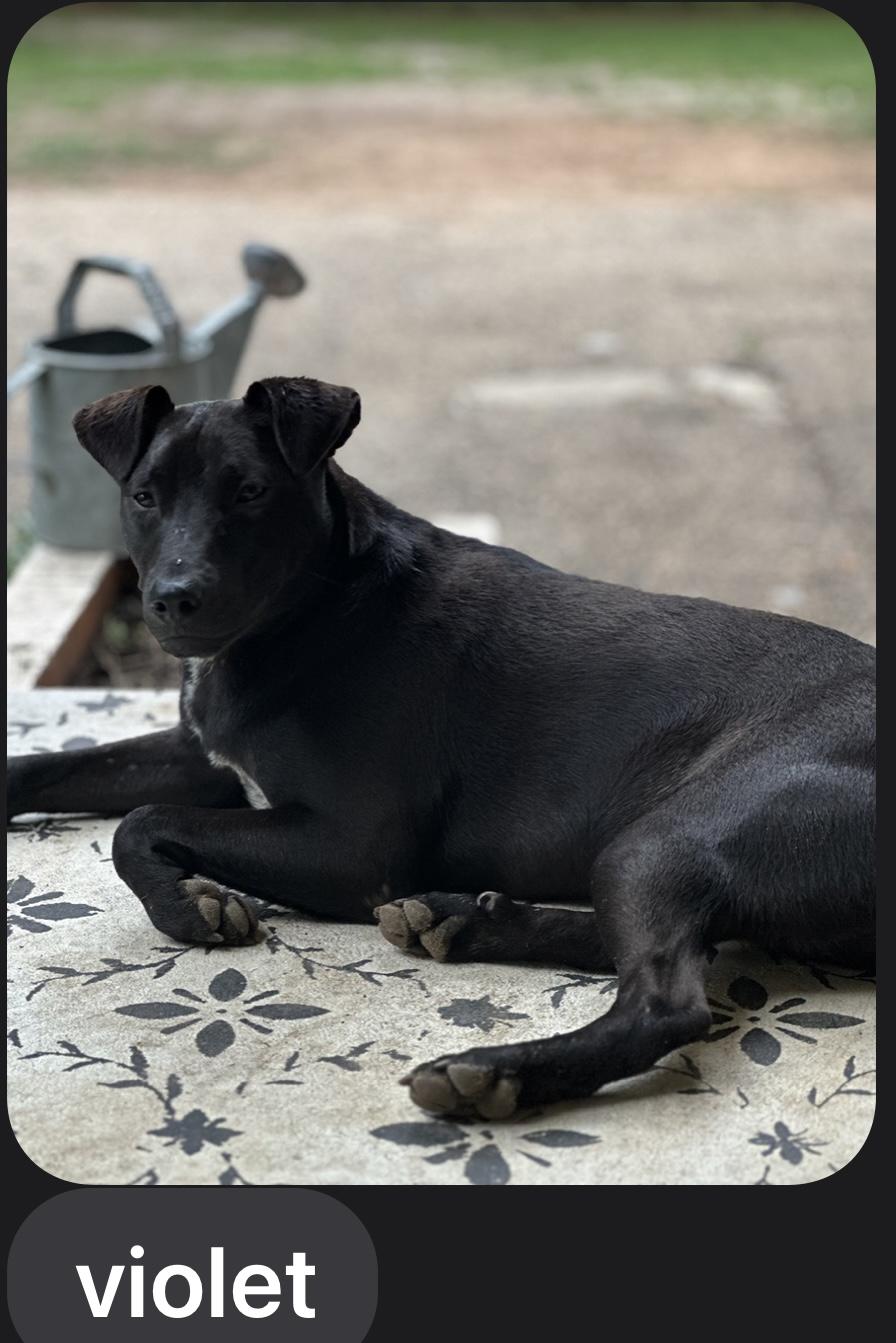 Enlarge VIOLET & ROUX……PERFECT TWINS!!!, a Adoptable mixed breed in Cantonment, FL image 3/6