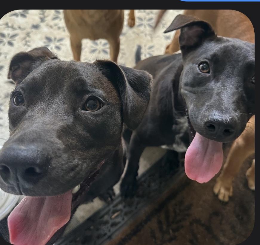 Enlarge VIOLET & ROUX……PERFECT TWINS!!!, a Adoptable mixed breed in Cantonment, FL image 4/6