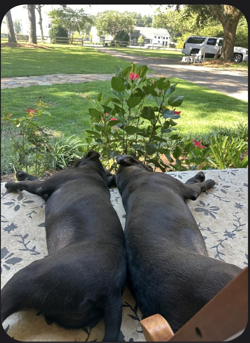 Enlarge VIOLET & ROUX……PERFECT TWINS!!!, a Adoptable mixed breed in Cantonment, FL image 5/6