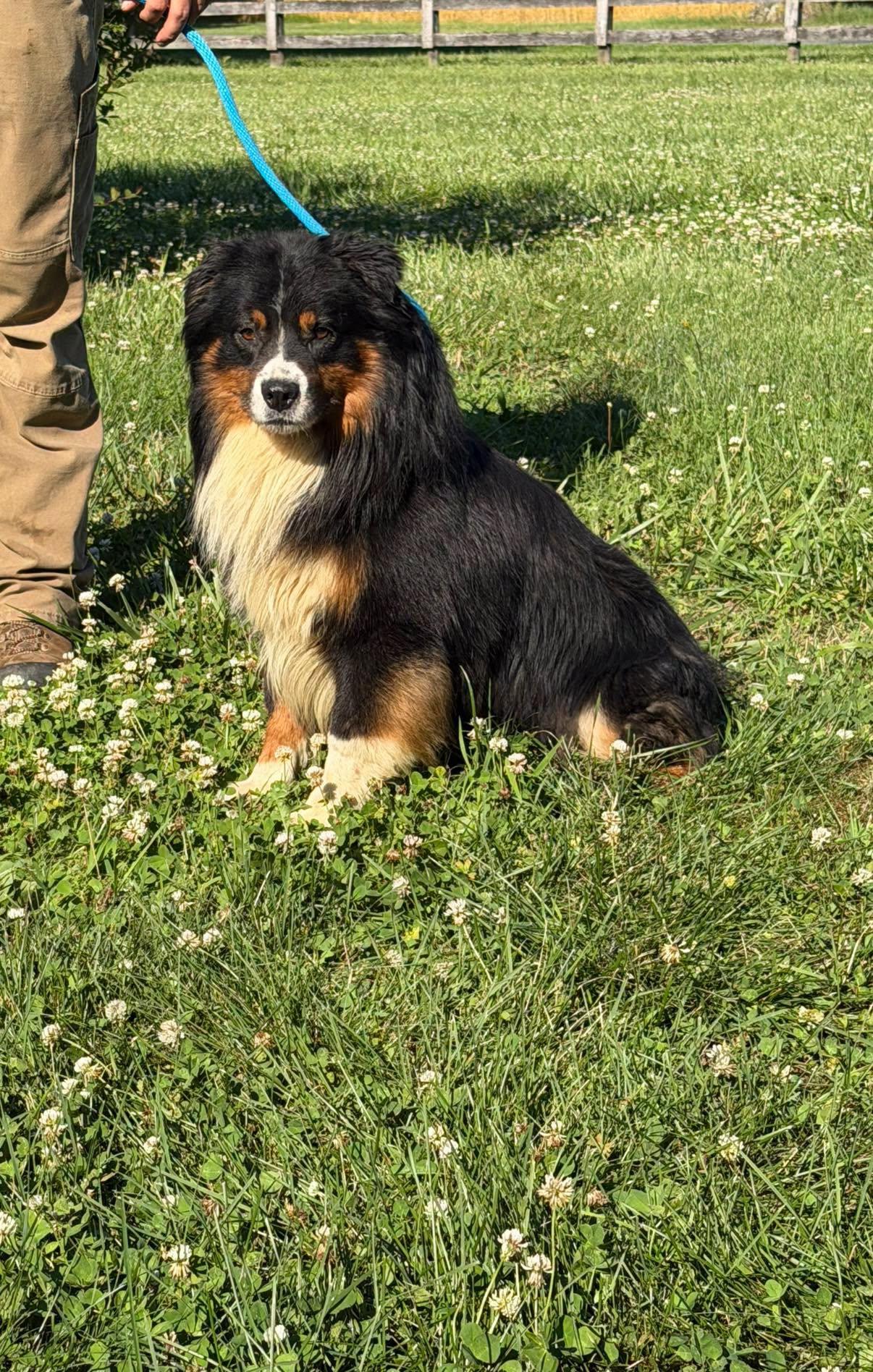 Auggie, Adopted, Adult Male Bernese Mountain Dog & Australian Shepherd.