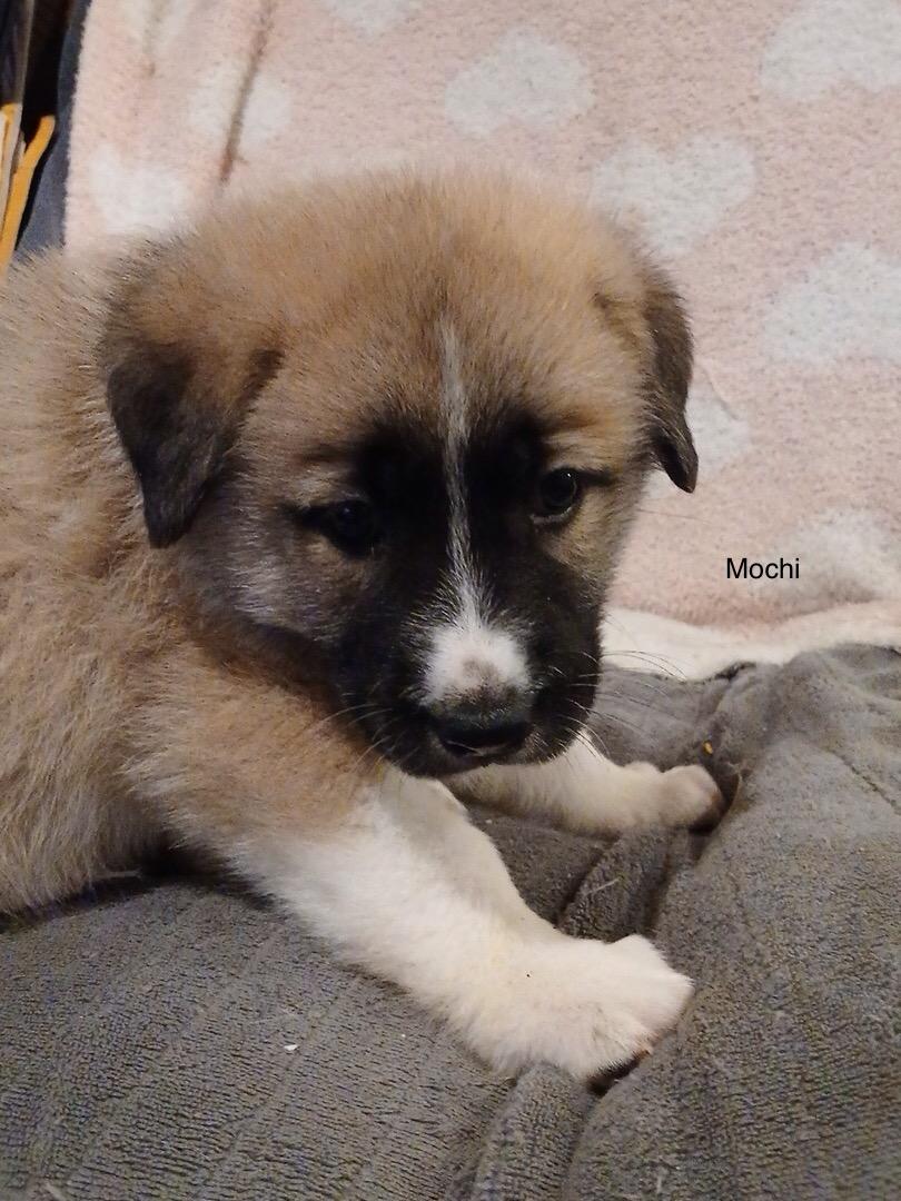 Enlarge Mochi, a ADOPTABLE mixed breed in Rome, GA image 1/1