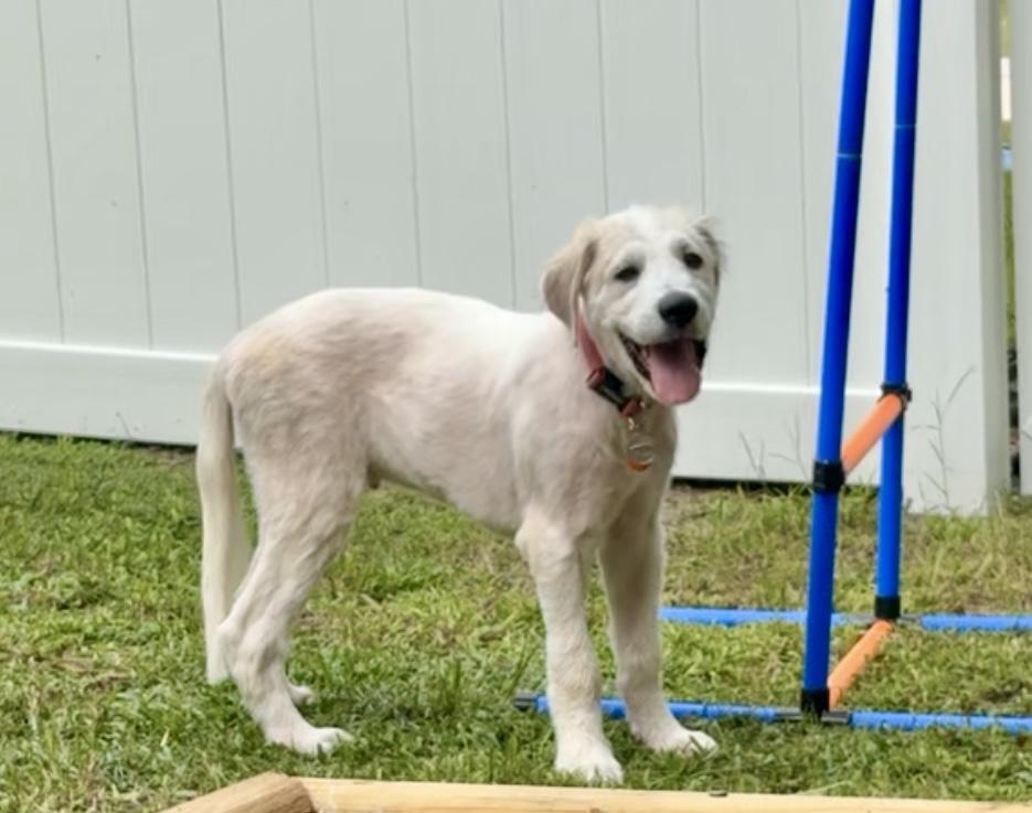 Arlo