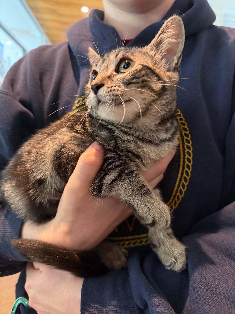 Emma Frost, Adoptable, Kitten Female Domestic Short Hair.