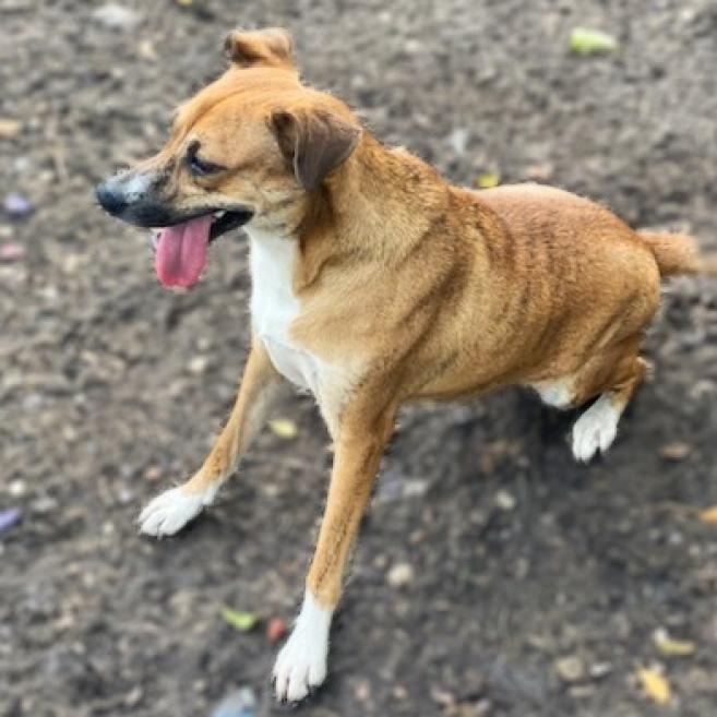 Niabi JC, a Adoptable mixed breed in Austin, TX image 1/6