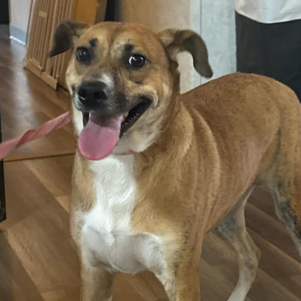 Niabi JC, a Adoptable mixed breed in Austin, TX image 2/6