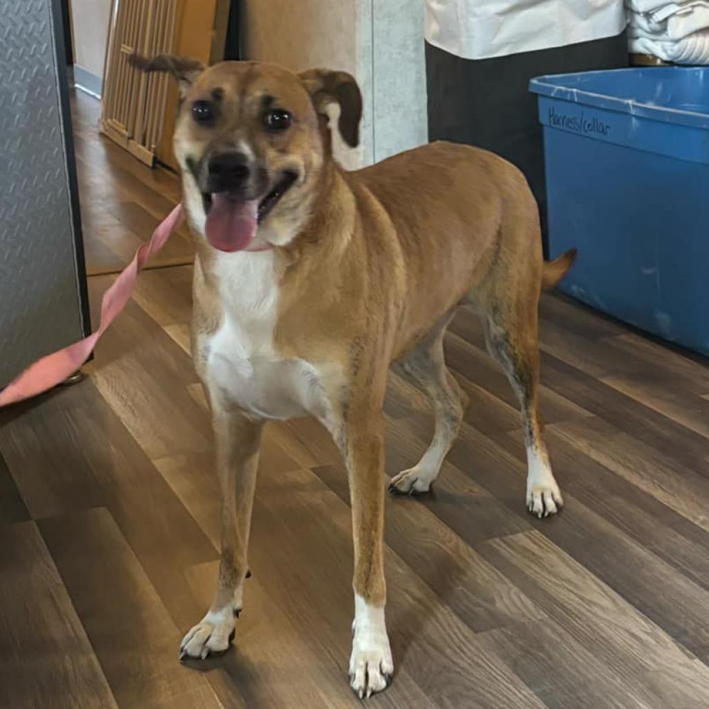 Niabi JC, a Adoptable mixed breed in Austin, TX image 3/6