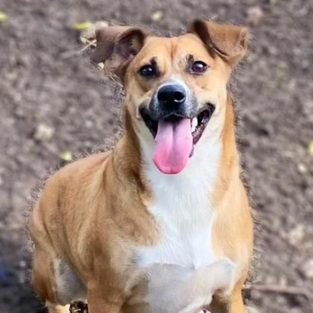 Niabi JC, a Adoptable mixed breed in Austin, TX image 4/6