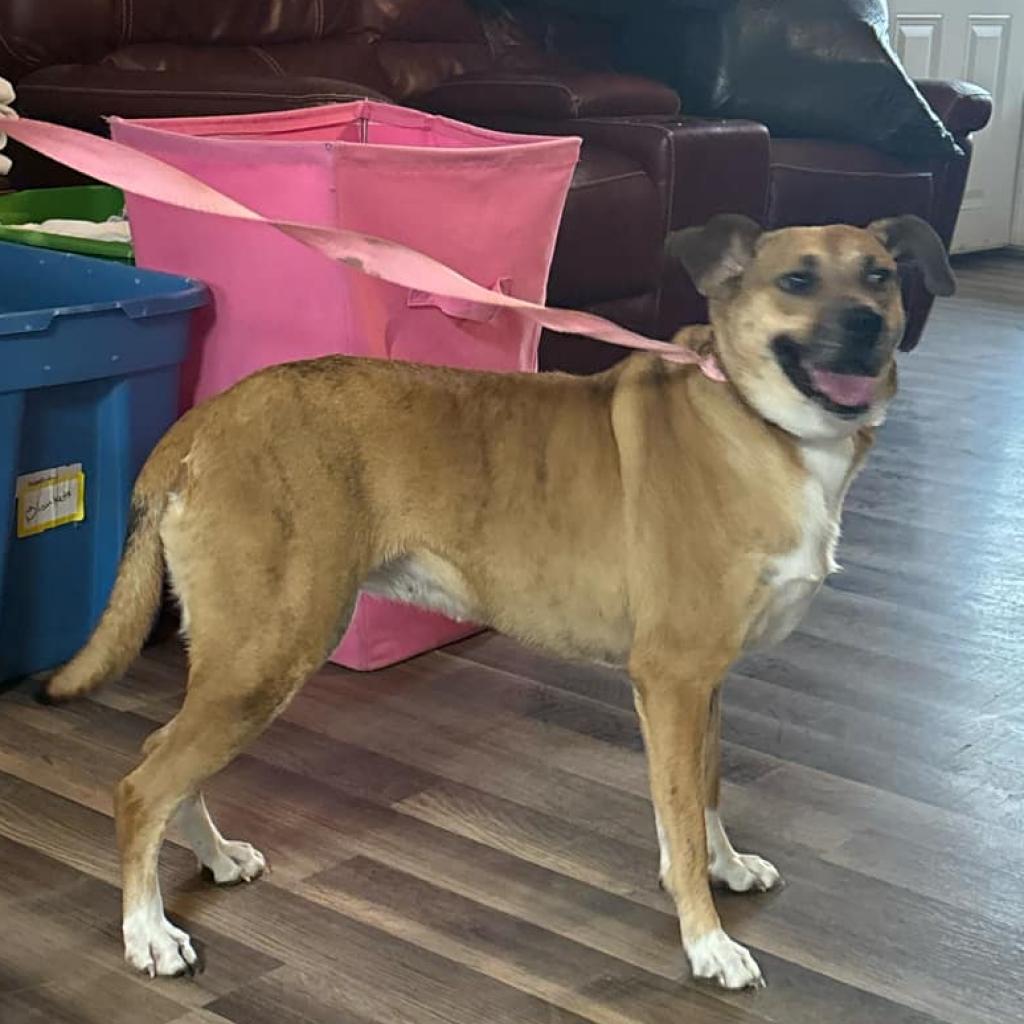 Niabi JC, a Adoptable mixed breed in Austin, TX image 5/6
