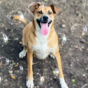 Niabi JC, a Adoptable mixed breed in Austin, TX image 6/6