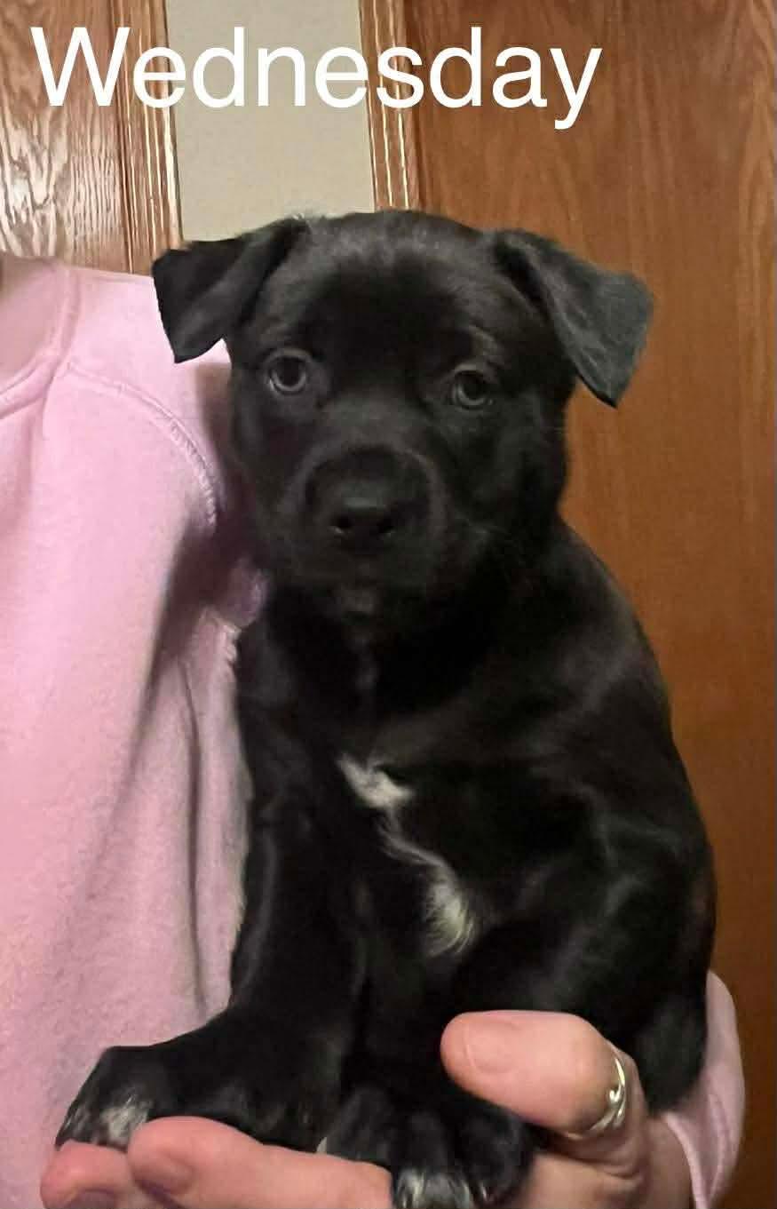 Wednesday, Adoptable, Puppy Female American Staffordshire Terrier.