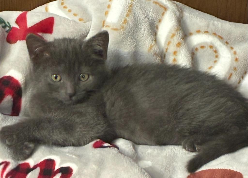 Enlarge Binx, a Adopted mixed breed in Portland, IN image 1/3