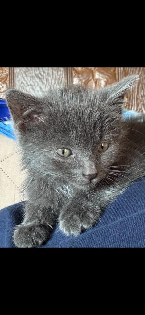 Enlarge Binx, a Adopted mixed breed in Portland, IN image 2/3