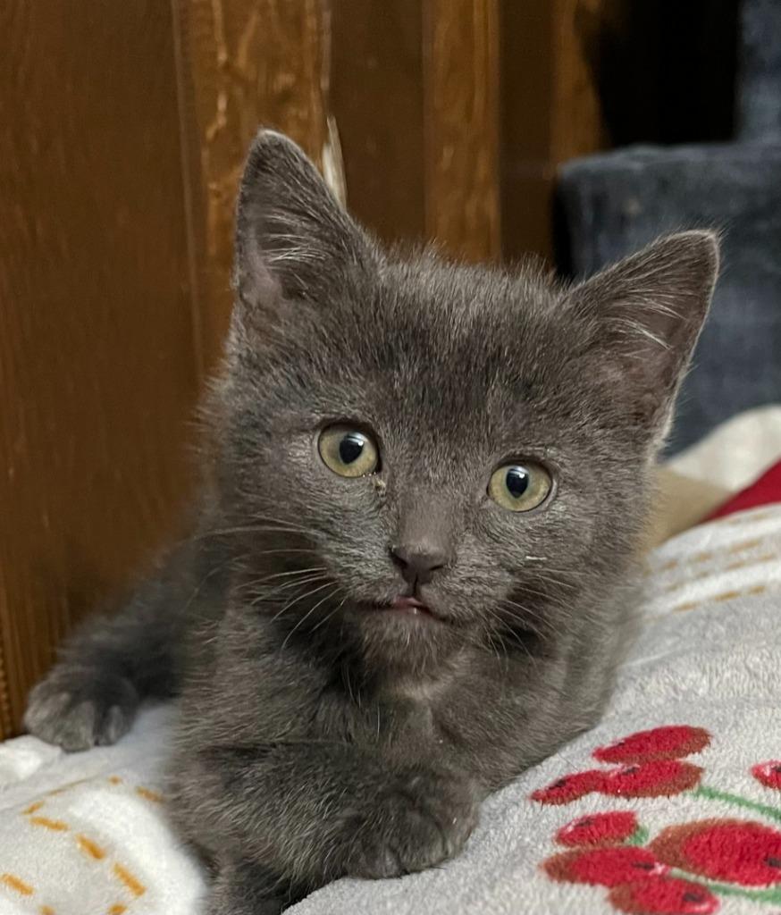 Enlarge Binx, a Adopted mixed breed in Portland, IN image 3/3
