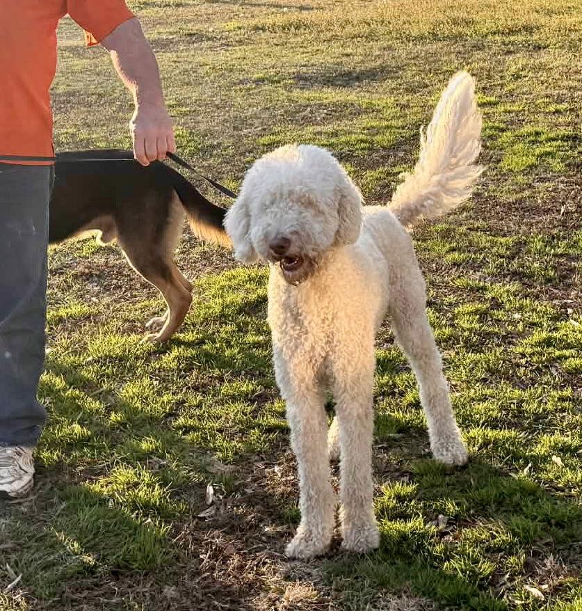 Enlarge OODLE The Doodle- Vetted, housetrained 1yr $425, a Adoptable Poodle in Holly Hill, SC image 1/3