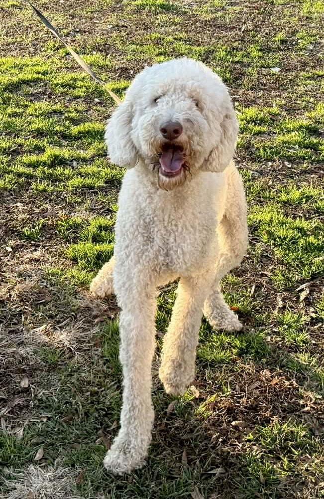Enlarge OODLE The Doodle- Vetted, housetrained 1yr $425, a Adoptable Poodle in Holly Hill, SC image 2/3