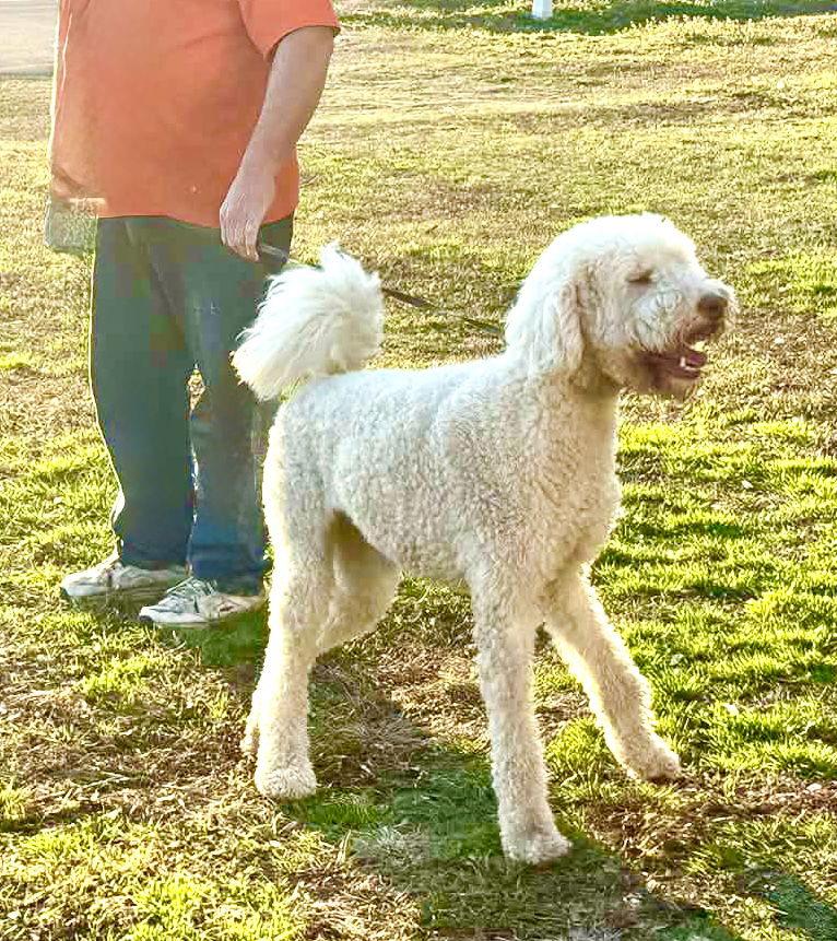 Enlarge OODLE The Doodle- Vetted, housetrained 1yr $425, a Adoptable Poodle in Holly Hill, SC image 3/3