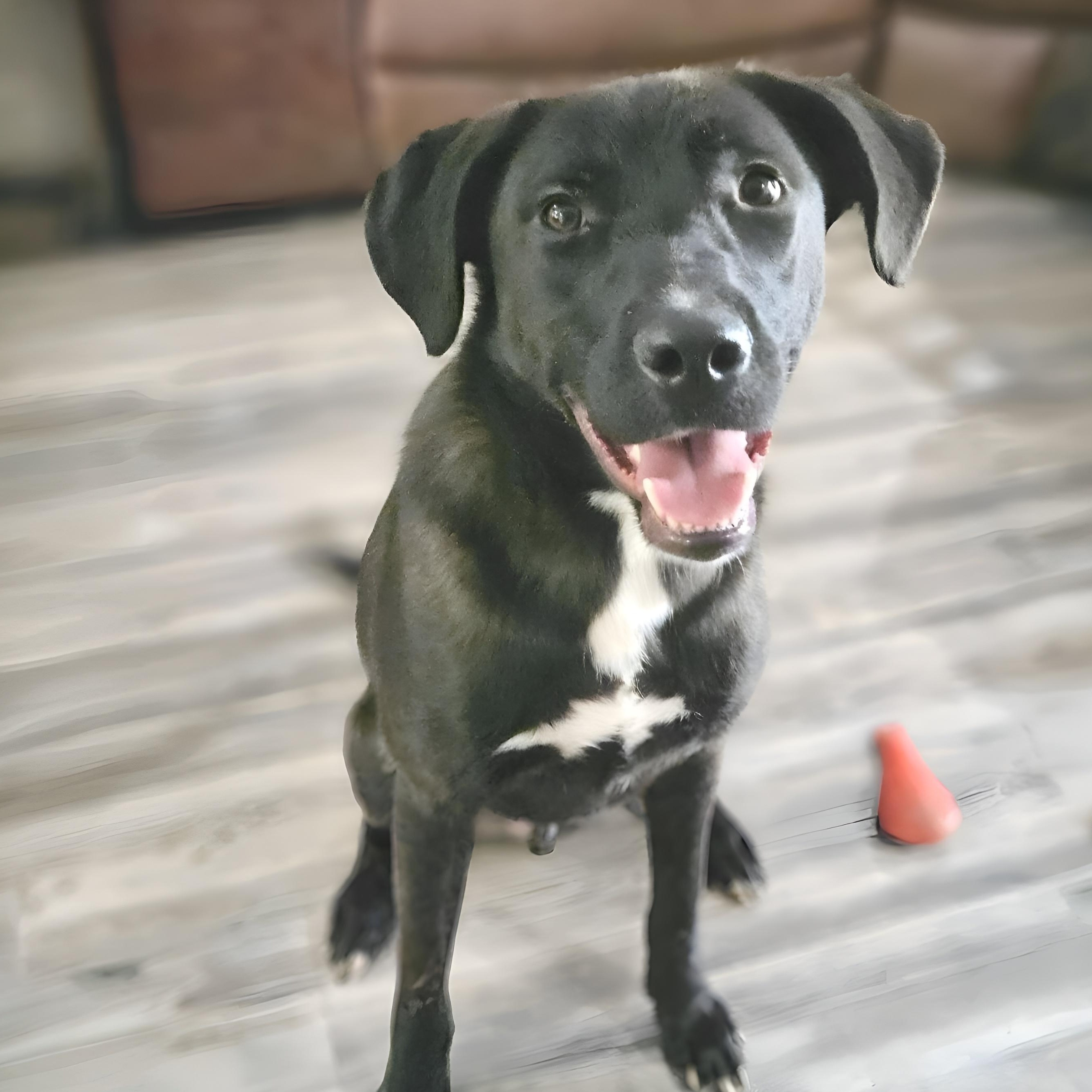 Ash, a Adoptable mixed breed in Camp Hill, PA image 1/5